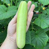'Zhongnong Cuiyu No.4' Fruit Cucumber Seeds F1 | Cucumis sativus | Spineless Pale Green Crisp Sweet Raw Snack Melon