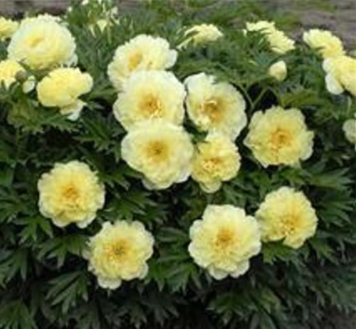 Bartzella Itoh Peony | Paeonia 'Bartzella' | Yellow Intersectional Peony Live Root