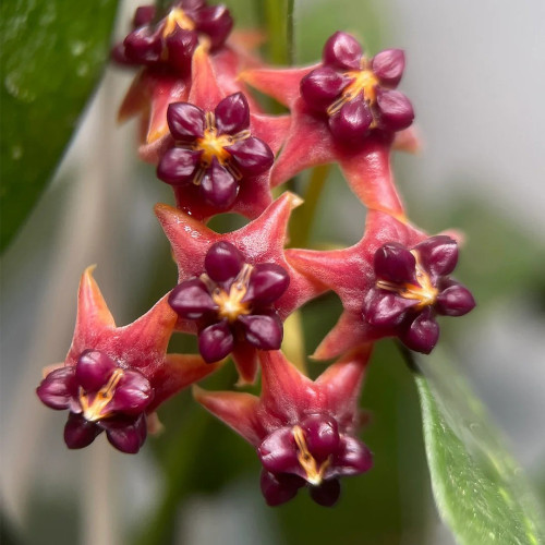 Lobb's Hoya Stem Cuttings | Hoya lobbii | Glossy Lance Leaf Bright Red Cream-Center Rare Wax Vine