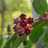 Lobb's Hoya Stem Cuttings | Hoya lobbii | Glossy Lance Leaf Bright Red Cream-Center Rare Wax Vine