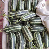 'Boyang No.9' Sesame Honey Melon Seeds F1 | Cucumis melo | Green Striped Thin Rind Crisp High Sugar Muskmelon