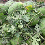 Green Phoenix F1 Giant Watermelon Seeds | Citrullus lanatus | 'Lazy Man' Large Green Rind Red Flesh Melon