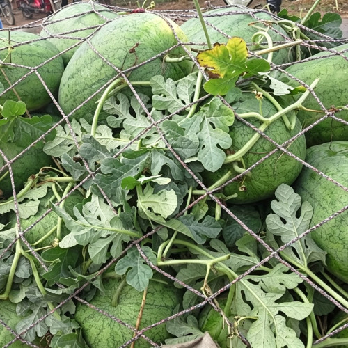Green Phoenix F1 Giant Watermelon Seeds | Citrullus lanatus | 'Lazy Man' Large Green Rind Red Flesh Melon