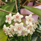 Jade Leaf Hoya Stem Cuttings | Hoya carnosa 'Jade' | Solid Glossy Jade Green Cream White Fragrant Wax Vine