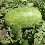 Green Phoenix F1 Giant Watermelon Seeds | Citrullus lanatus | 'Lazy Man' Large Green Rind Red Flesh Melon