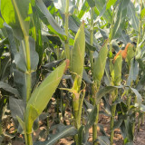 'Huanai 106' Color Sweet Waxy Corn Seeds F1 | Zea mays | Large Ear Red White Bi-Color Sweet Glutinous Fruit Maize