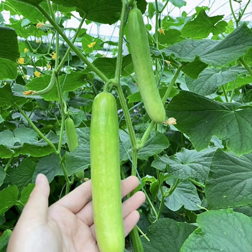 'Zhongnong Cuiyu No.4' Fruit Cucumber Seeds F1 | Cucumis sativus | Spineless Pale Green Crisp Sweet Raw Snack Melon