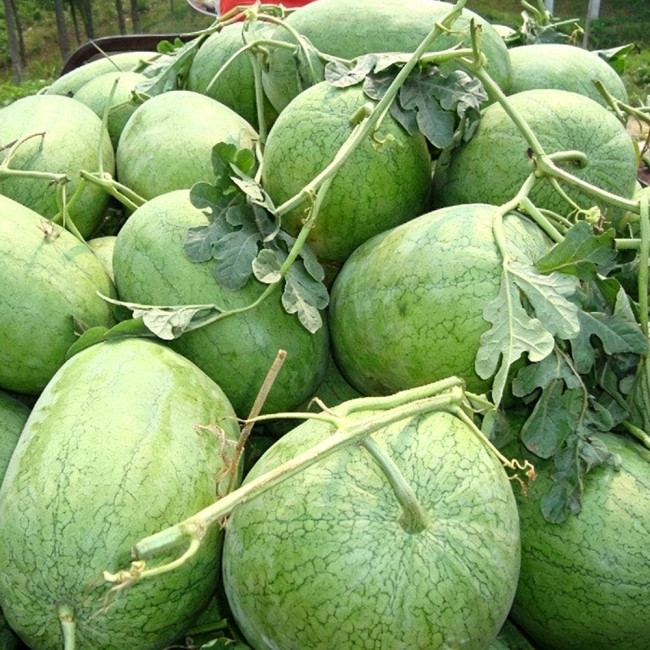 Green Phoenix F1 Giant Watermelon Seeds | Citrullus lanatus | 'Lazy Man' Large Green Rind Red Flesh Melon