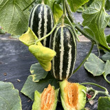 'Boyang No.9' Sesame Honey Melon Seeds F1 | Cucumis melo | Green Striped Thin Rind Crisp High Sugar Muskmelon