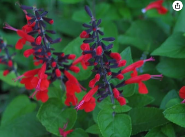 Forest Fire Red Salvia Seeds | Salvia splendens | Hummingbird Attracting Drought Hardy Sage