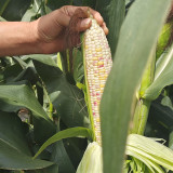 'Huanai 106' Color Sweet Waxy Corn Seeds F1 | Zea mays | Large Ear Red White Bi-Color Sweet Glutinous Fruit Maize