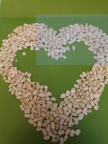 Tanzanian White Maize Corn Seeds | Zea mays | Organic Non-GMO African Staple Crop