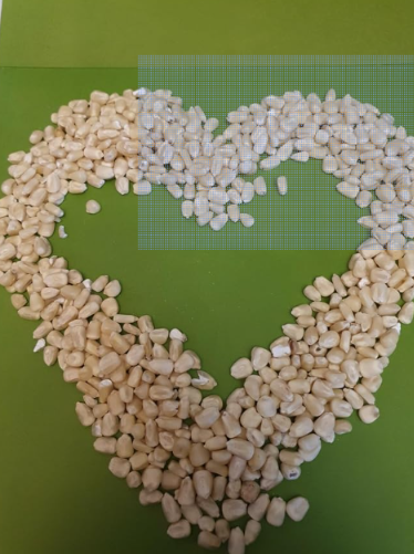 Tanzanian White Maize Corn Seeds | Zea mays | Organic Non-GMO African Staple Crop