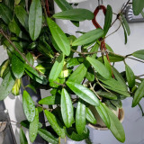 Jade Leaf Hoya Stem Cuttings | Hoya carnosa 'Jade' | Solid Glossy Jade Green Cream White Fragrant Wax Vine