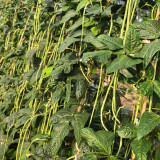 Jiaduobao Yardlong Bean Seeds | Vigna unguiculata | 75cm Glossy Green Low Fiber High Double-Pod Cowpea