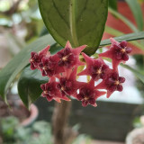 Lobb's Hoya Stem Cuttings | Hoya lobbii | Glossy Lance Leaf Bright Red Cream-Center Rare Wax Vine