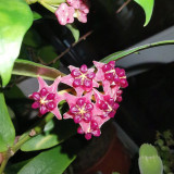 Lobb's Hoya Stem Cuttings | Hoya lobbii | Glossy Lance Leaf Bright Red Cream-Center Rare Wax Vine