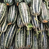 'Boyang No.9' Sesame Honey Melon Seeds F1 | Cucumis melo | Green Striped Thin Rind Crisp High Sugar Muskmelon