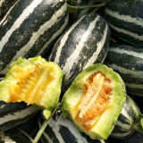 'Boyang No.9' Sesame Honey Melon Seeds F1 | Cucumis melo | Green Striped Thin Rind Crisp High Sugar Muskmelon