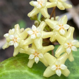 Red Back Mary Hoya Stem Cuttings | Hoya merrillii | Thick Veined Red Underside Apricot Yellow Wax Vine