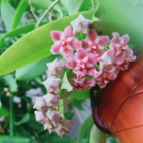 Pink Dragon Hoya Stem Cuttings | Hoya pubicalyx 'Pink Dragon' | Fuzzy Pale Pink Magenta-Center Fast Growing Wax Vine