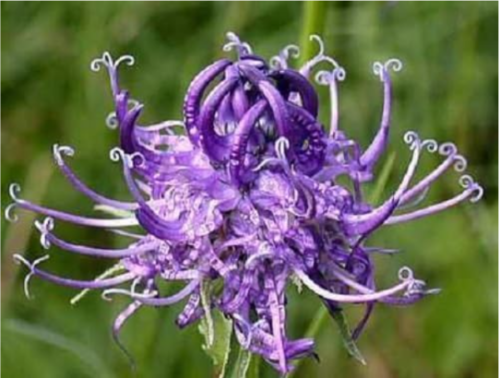 Horned Rampion Flower Seeds | Phyteuma scheuchzeri | Easy Grow Unique Curly Purple Perennial