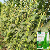 Jiaduobao Yardlong Bean Seeds | Vigna unguiculata | 75cm Glossy Green Low Fiber High Double-Pod Cowpea