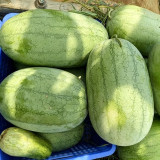 Green Phoenix F1 Giant Watermelon Seeds | Citrullus lanatus | 'Lazy Man' Large Green Rind Red Flesh Melon