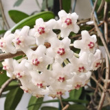 Jade Leaf Hoya Stem Cuttings | Hoya carnosa 'Jade' | Solid Glossy Jade Green Cream White Fragrant Wax Vine