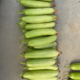 'Zhongnong Cuiyu No.4' Fruit Cucumber Seeds F1 | Cucumis sativus | Spineless Pale Green Crisp Sweet Raw Snack Melon