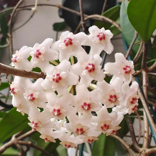 Jade Leaf Hoya Stem Cuttings | Hoya carnosa 'Jade' | Solid Glossy Jade Green Cream White Fragrant Wax Vine
