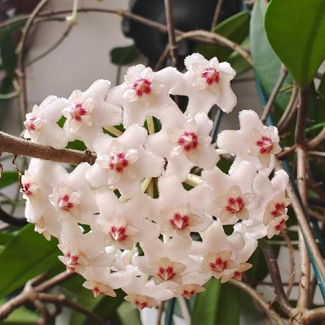 Jade Leaf Hoya Stem Cuttings | Hoya carnosa 'Jade' | Solid Glossy Jade Green Cream White Fragrant Wax Vine
