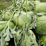 Green Phoenix F1 Giant Watermelon Seeds | Citrullus lanatus | 'Lazy Man' Large Green Rind Red Flesh Melon