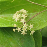 Red Back Mary Hoya Stem Cuttings | Hoya merrillii | Thick Veined Red Underside Apricot Yellow Wax Vine