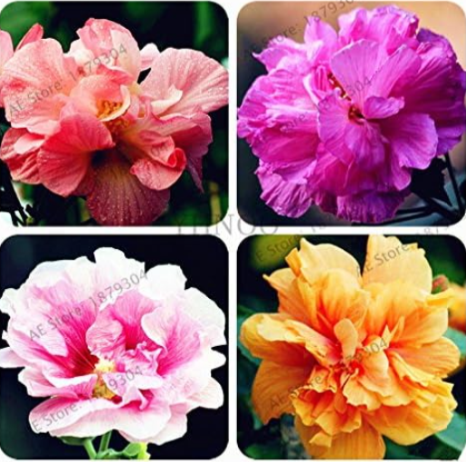 Mixed Color Confederate Rose Seeds | Hibiscus mutabilis | Color Changing Perennial Shrub Flower