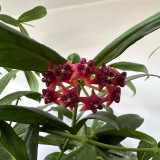 Lobb's Hoya Stem Cuttings | Hoya lobbii | Glossy Lance Leaf Bright Red Cream-Center Rare Wax Vine