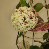 Red Back Mary Hoya Stem Cuttings | Hoya merrillii | Thick Veined Red Underside Apricot Yellow Wax Vine