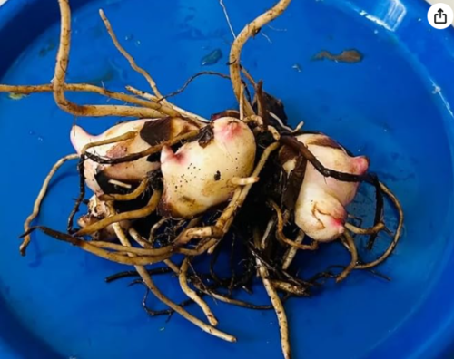 Red Canna Lily Rhizome Bulbs | Canna × generalis | Organic Green Leaf 4-5ft Perennial Plant