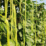 Jiaduobao Yardlong Bean Seeds | Vigna unguiculata | 75cm Glossy Green Low Fiber High Double-Pod Cowpea