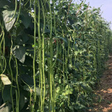 Jiaduobao Yardlong Bean Seeds | Vigna unguiculata | 75cm Glossy Green Low Fiber High Double-Pod Cowpea