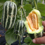 'Boyang No.9' Sesame Honey Melon Seeds F1 | Cucumis melo | Green Striped Thin Rind Crisp High Sugar Muskmelon