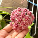 Pink Dragon Hoya Stem Cuttings | Hoya pubicalyx 'Pink Dragon' | Fuzzy Pale Pink Magenta-Center Fast Growing Wax Vine