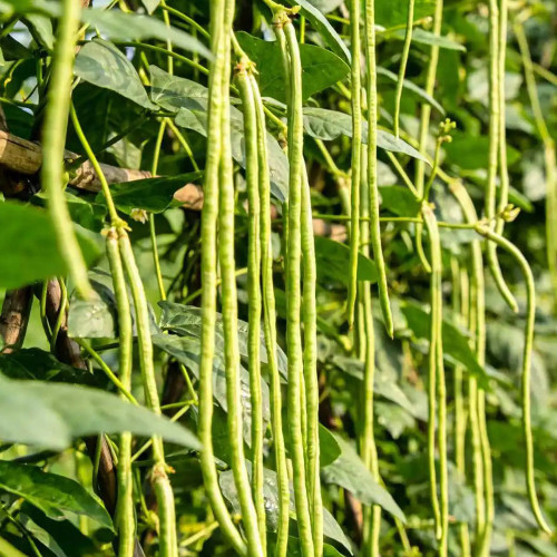 Jiaduobao Yardlong Bean Seeds | Vigna unguiculata | 75cm Glossy Green Low Fiber High Double-Pod Cowpea
