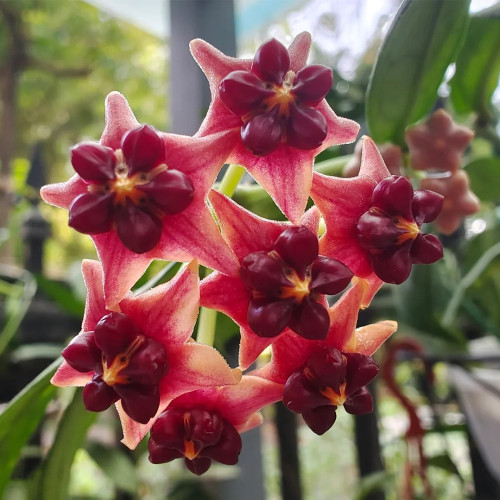 Lobb's Hoya Stem Cuttings | Hoya lobbii | Glossy Lance Leaf Bright Red Cream-Center Rare Wax Vine