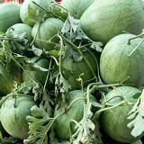 Green Phoenix F1 Giant Watermelon Seeds | Citrullus lanatus | 'Lazy Man' Large Green Rind Red Flesh Melon