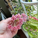 Pink Dragon Hoya Stem Cuttings | Hoya pubicalyx 'Pink Dragon' | Fuzzy Pale Pink Magenta-Center Fast Growing Wax Vine