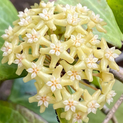 Red Back Mary Hoya Stem Cuttings | Hoya merrillii | Thick Veined Red Underside Apricot Yellow Wax Vine