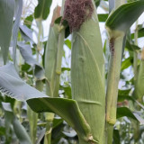 'Huanai 106' Color Sweet Waxy Corn Seeds F1 | Zea mays | Large Ear Red White Bi-Color Sweet Glutinous Fruit Maize