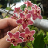 Pink Dragon Hoya Stem Cuttings | Hoya pubicalyx 'Pink Dragon' | Fuzzy Pale Pink Magenta-Center Fast Growing Wax Vine