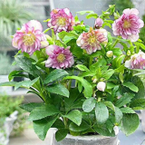 Christmas Rose Flower Seeds | Helleborus niger | Cold Hardy Winter Bloom Potted Perennial